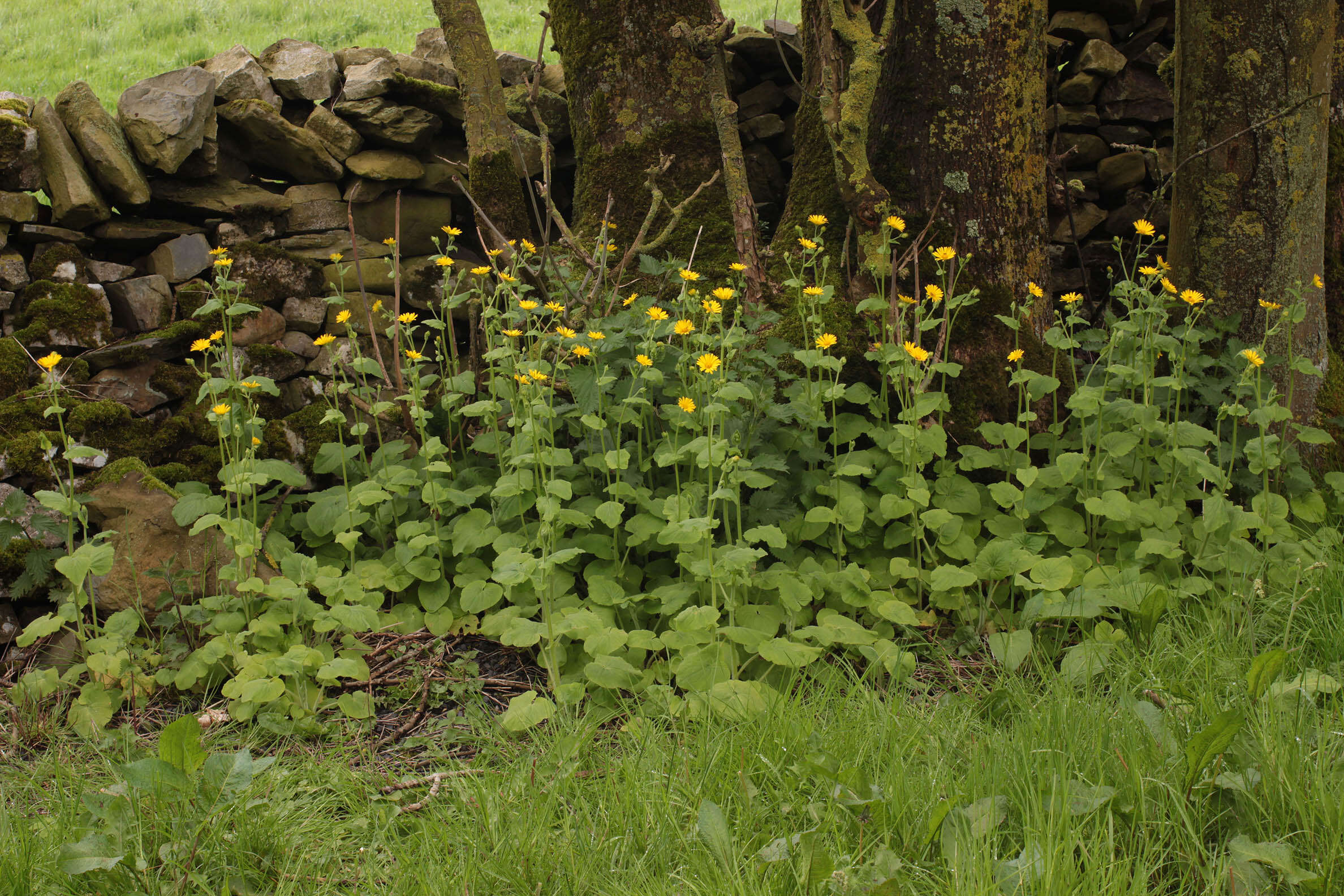 Doronicum pardalianches L. resmi