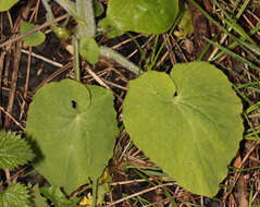 Doronicum pardalianches L. resmi