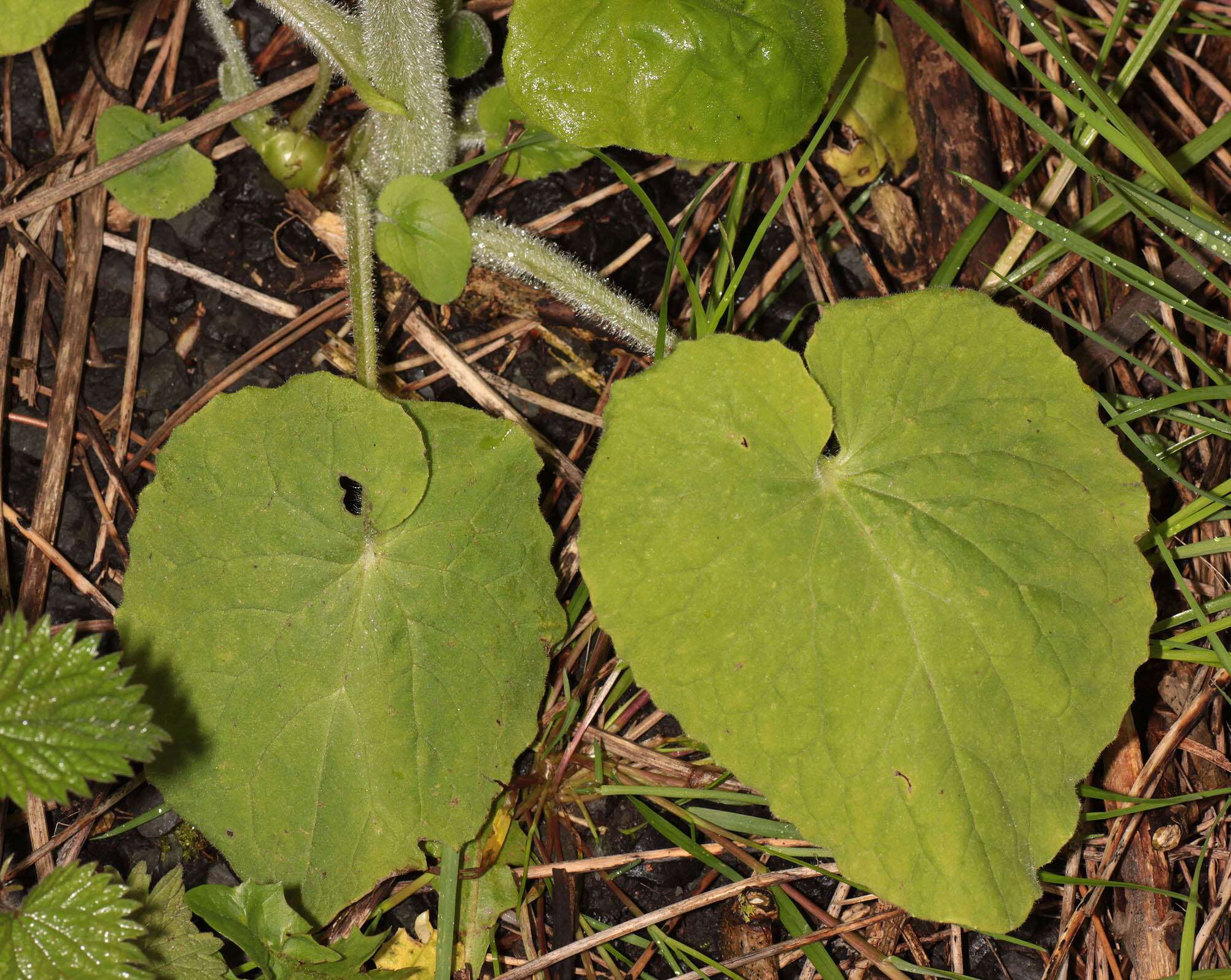 Doronicum pardalianches L. resmi