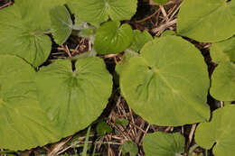 Doronicum pardalianches L. resmi