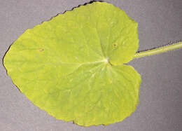 Doronicum pardalianches L. resmi