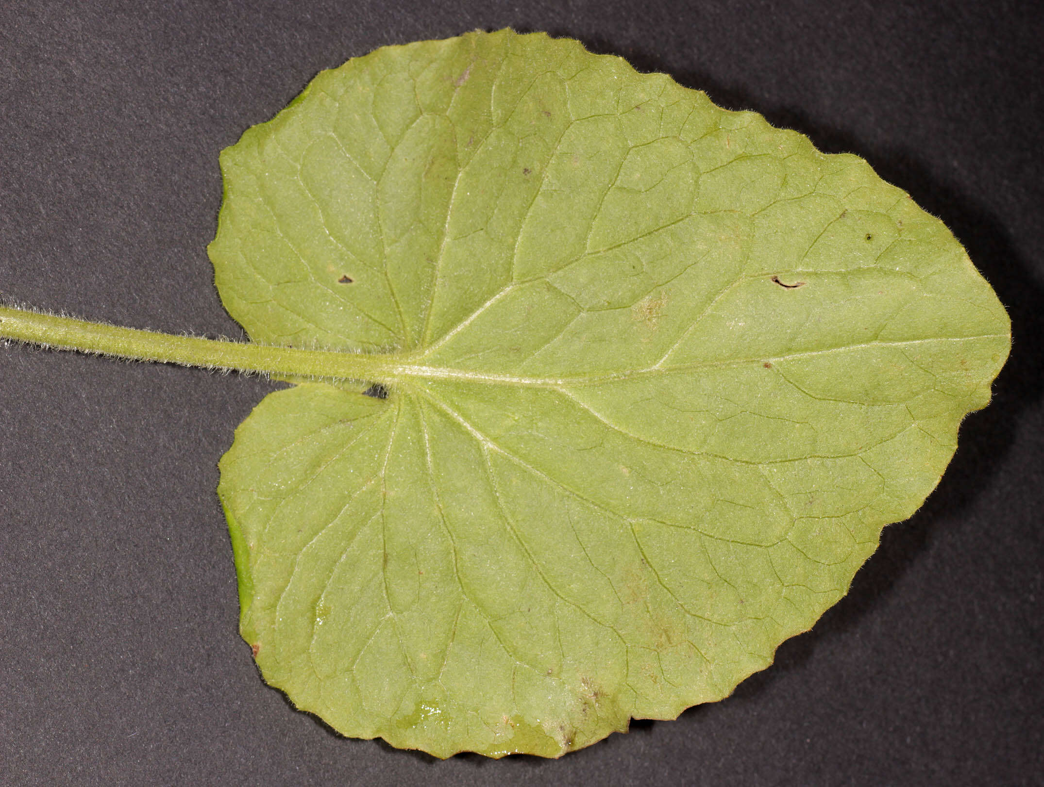 Doronicum pardalianches L. resmi