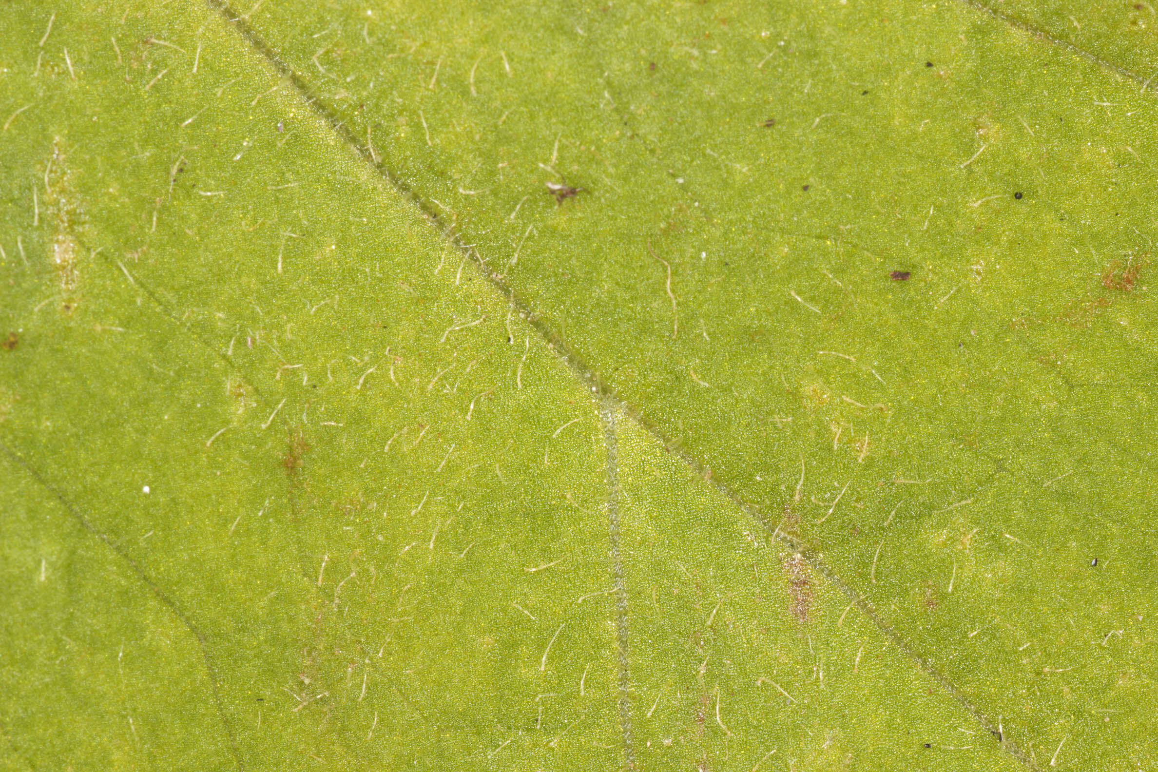 Doronicum pardalianches L. resmi