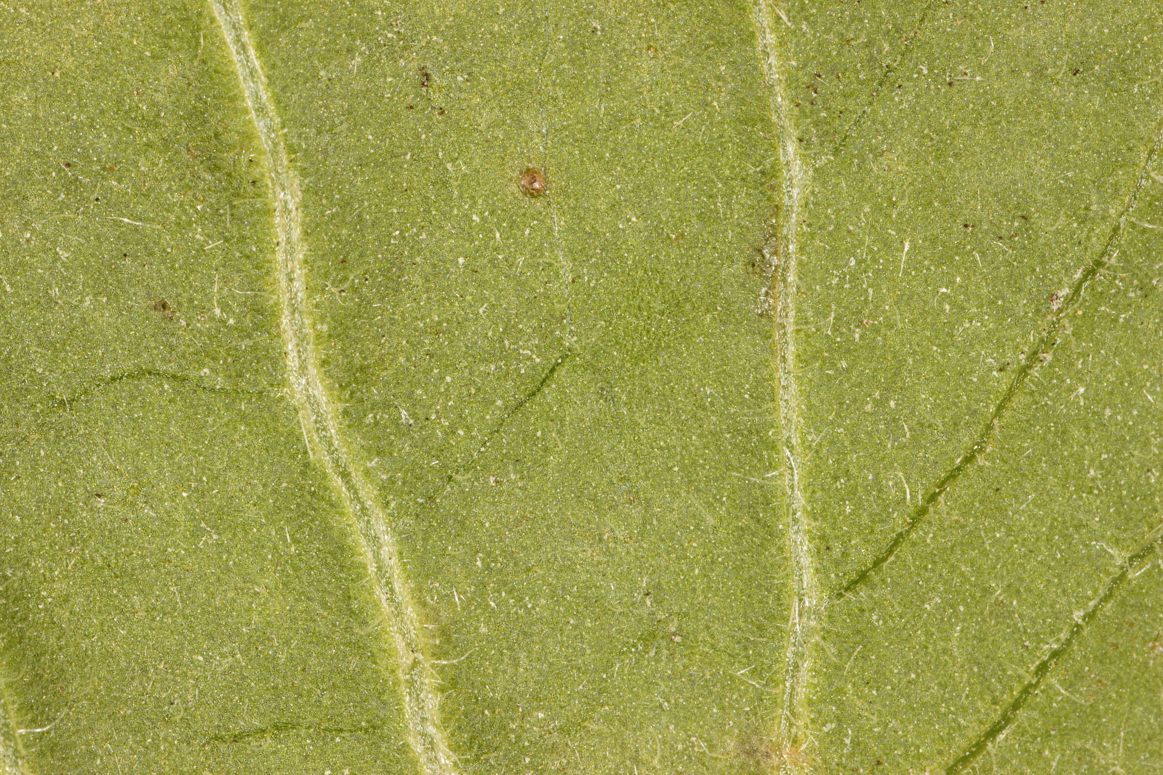 Doronicum pardalianches L. resmi