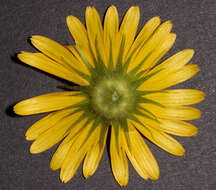 Doronicum pardalianches L. resmi