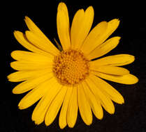 Doronicum pardalianches L. resmi