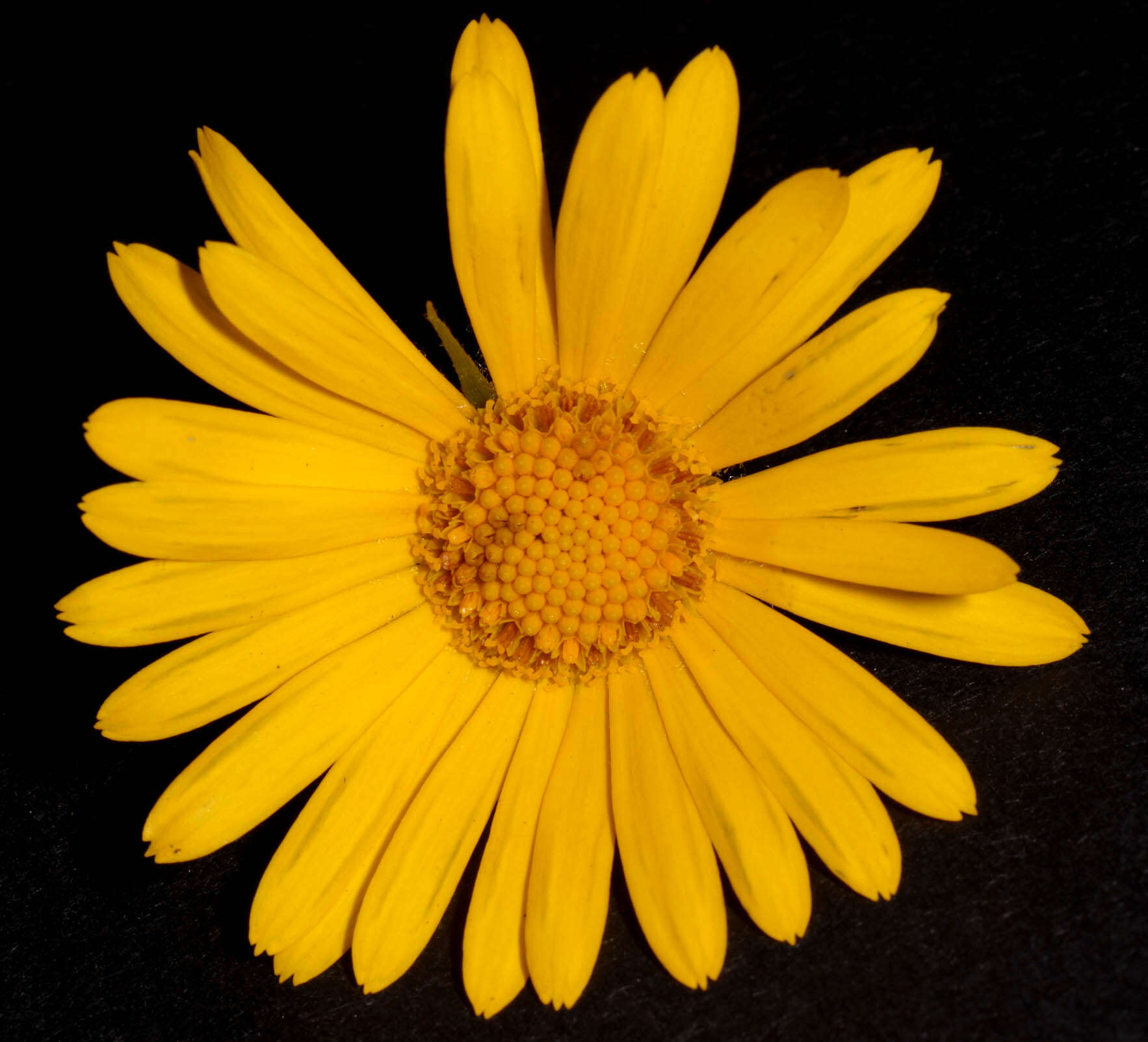 Doronicum pardalianches L. resmi