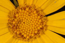 Doronicum pardalianches L. resmi