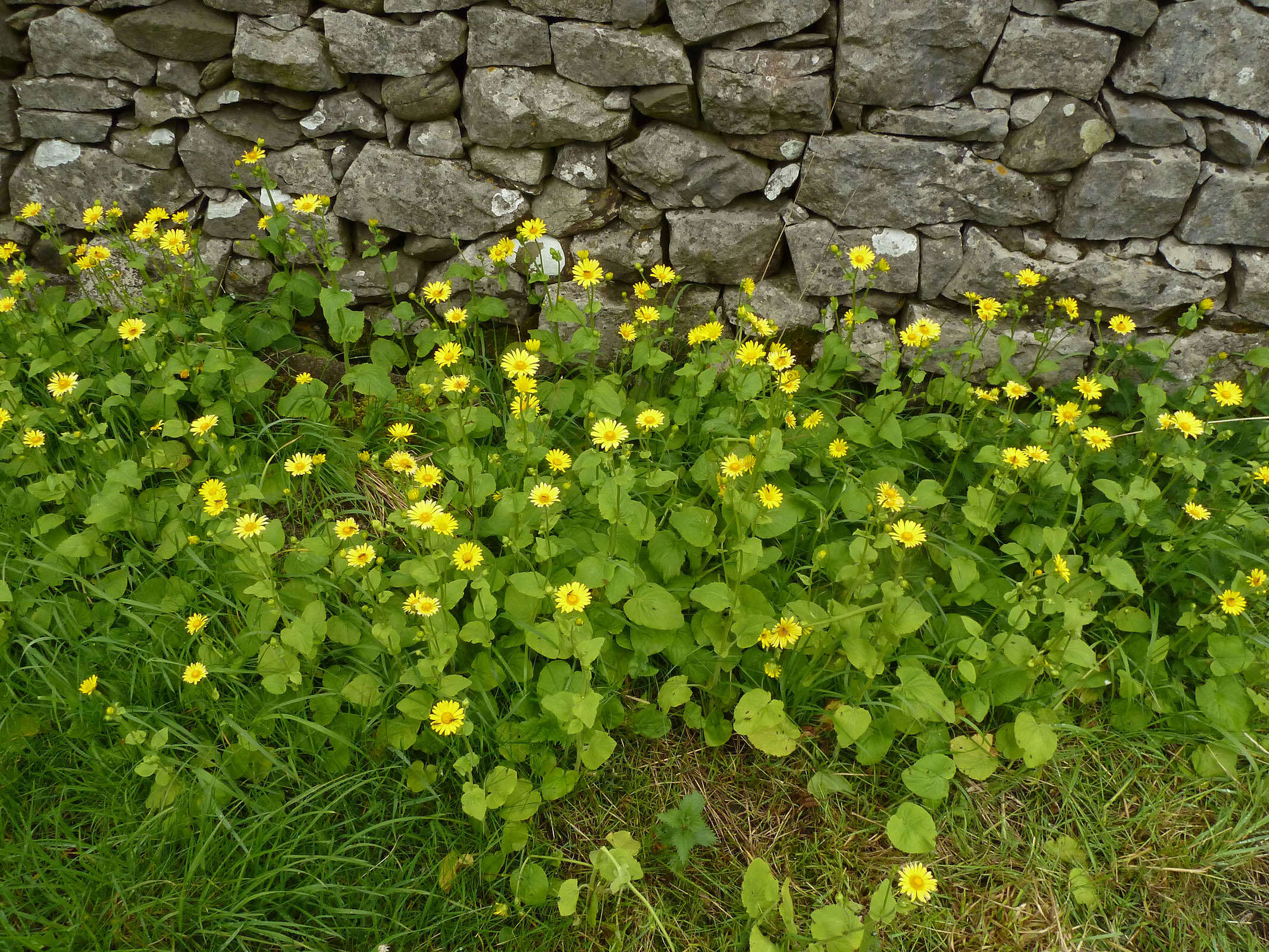 Doronicum pardalianches L. resmi