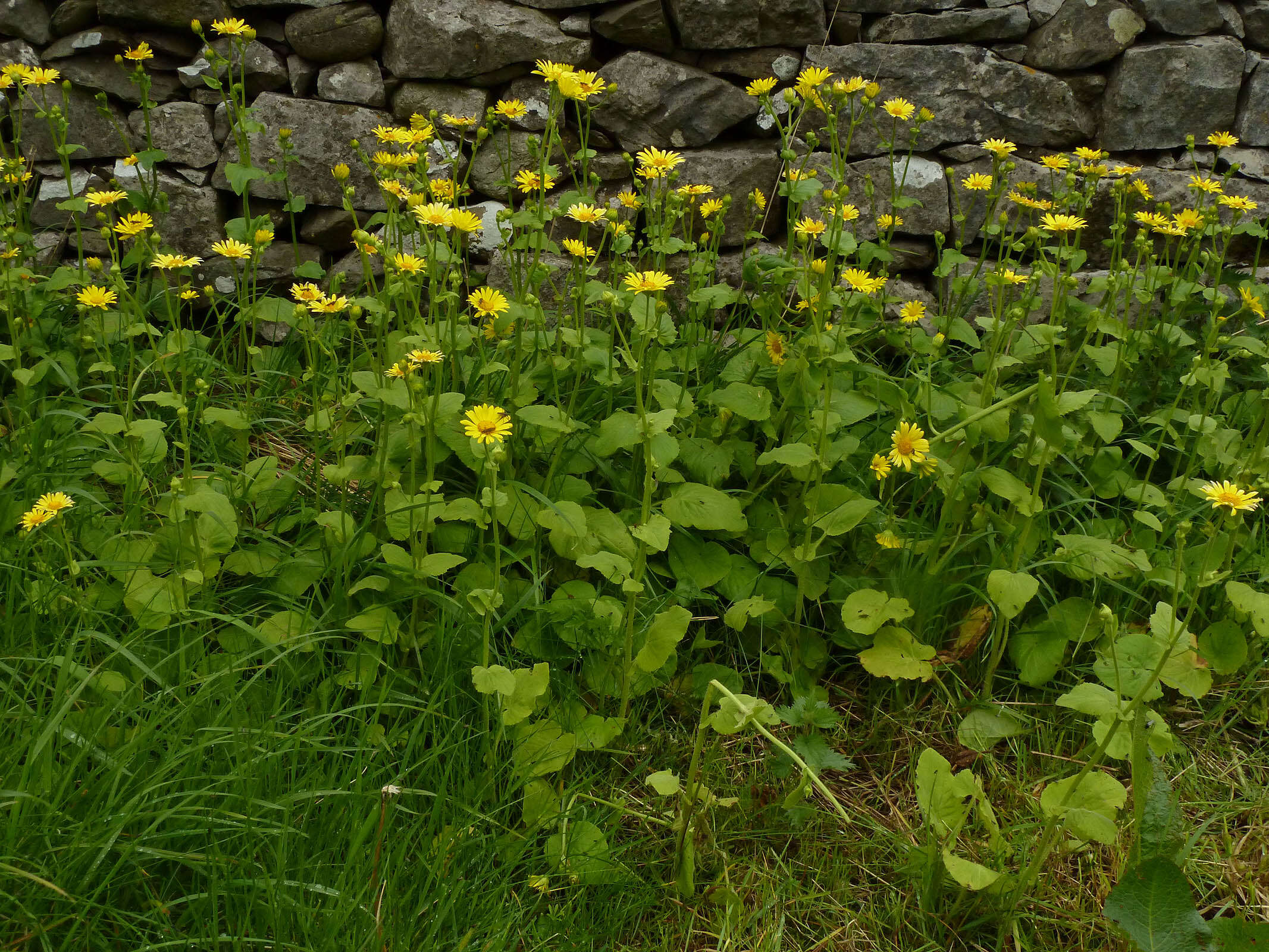 Doronicum pardalianches L. resmi