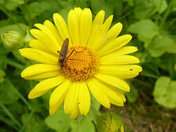 Doronicum pardalianches L. resmi