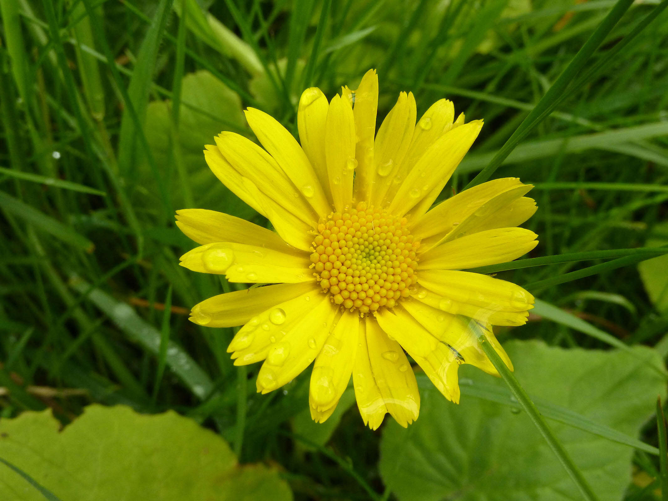 Doronicum pardalianches L. resmi