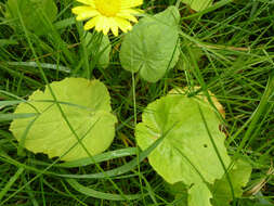 Doronicum pardalianches L. resmi