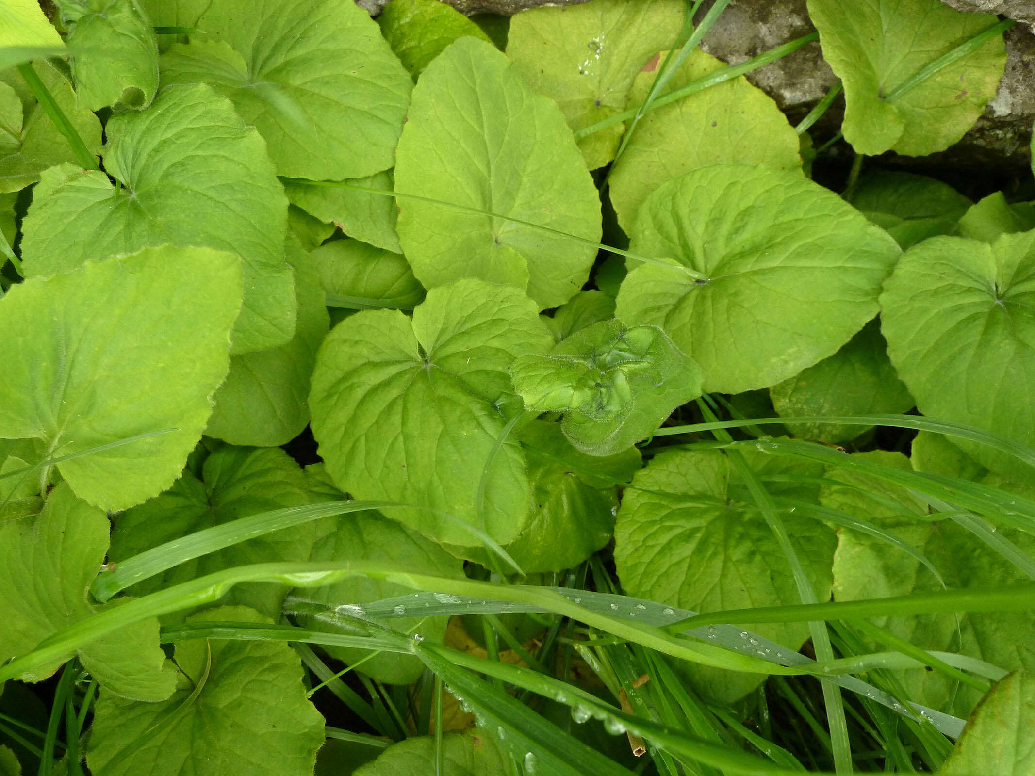 Doronicum pardalianches L. resmi