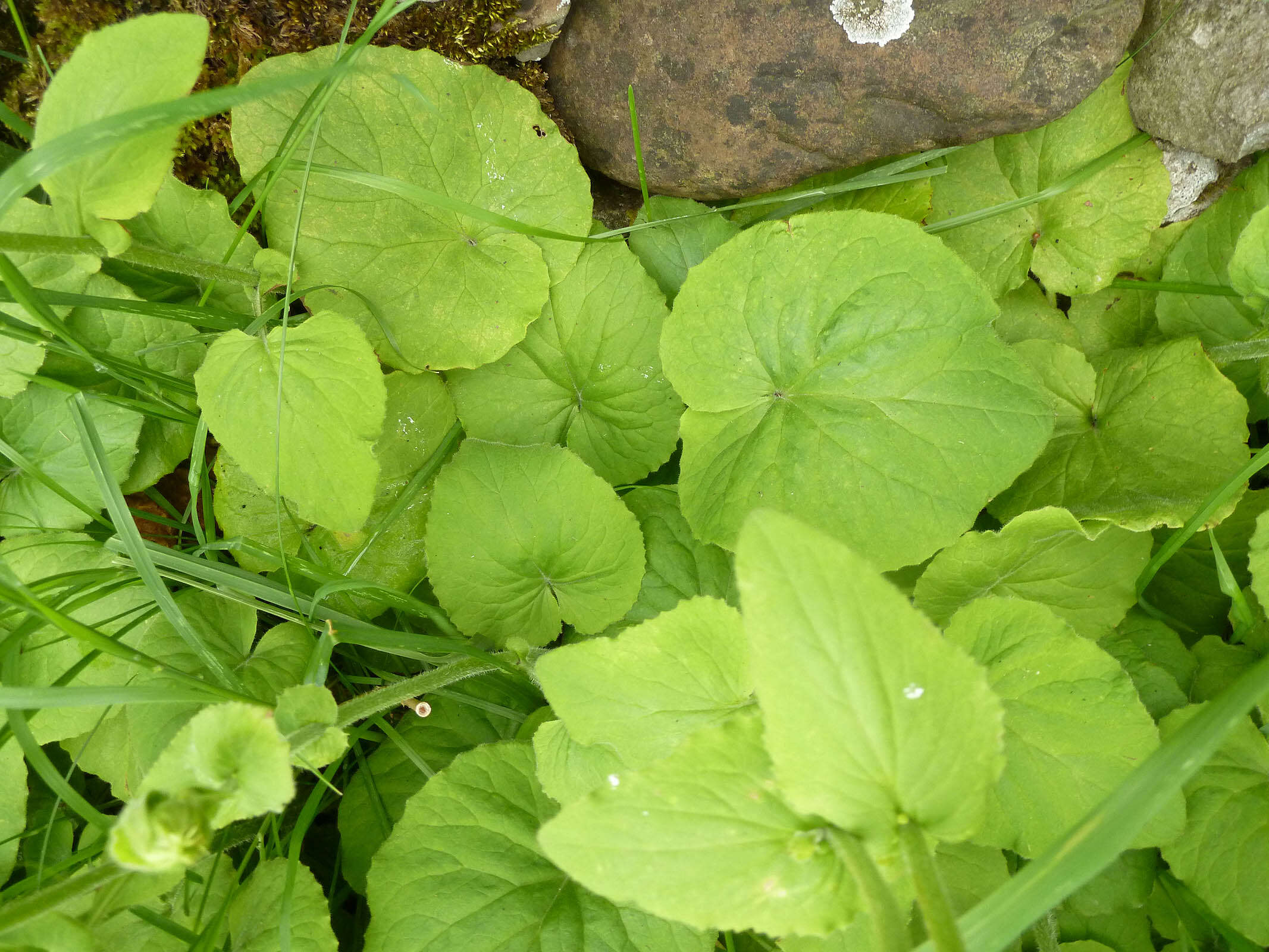 Doronicum pardalianches L. resmi