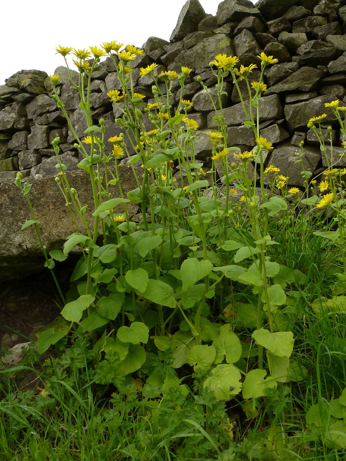 Doronicum pardalianches L. resmi