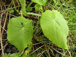 Doronicum pardalianches L. resmi