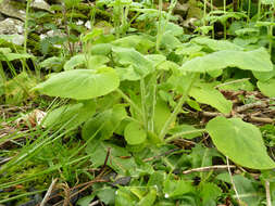 Doronicum pardalianches L. resmi