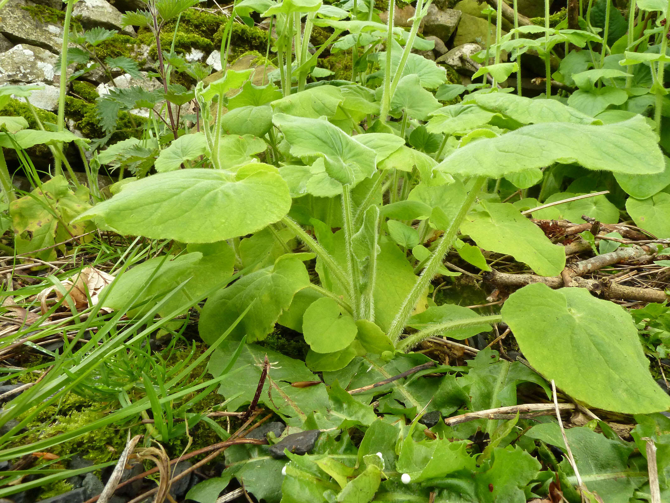 Doronicum pardalianches L. resmi