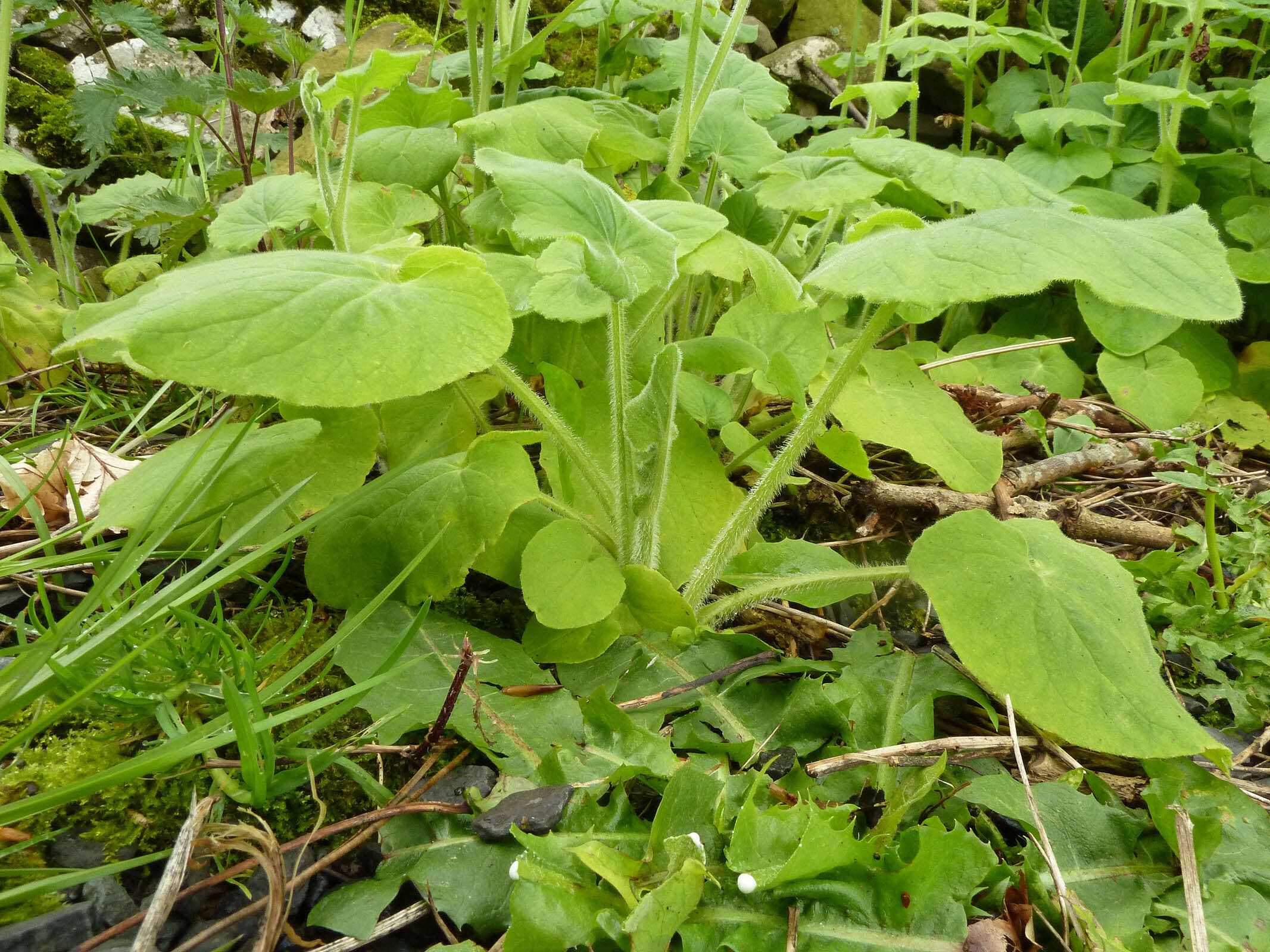 Doronicum pardalianches L. resmi