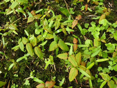 Image of sycamore maple