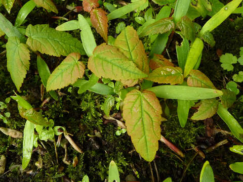 Image of sycamore maple