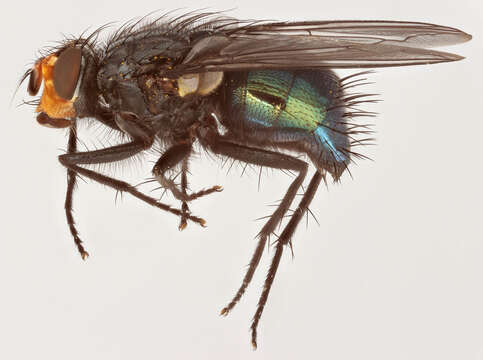 Image of bluebottle blow fly