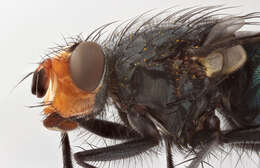 Image of bluebottle blow fly
