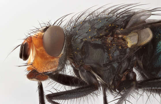 صورة Cynomya mortuorum (Linnaeus 1761)