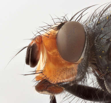 Image of bluebottle blow fly