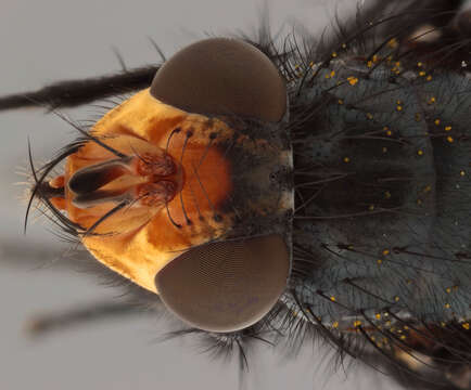 Image of bluebottle blow fly