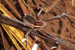 Image of Raft spider