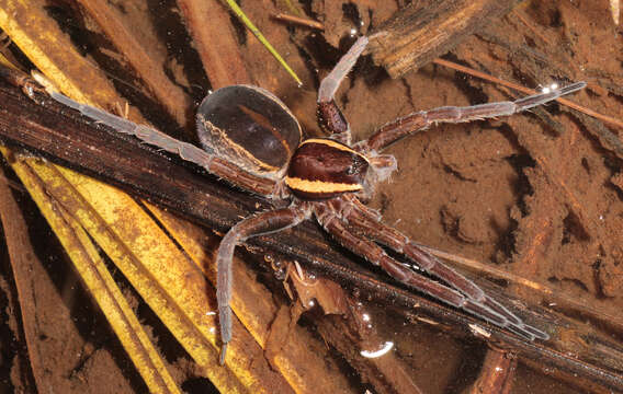 Image of Raft spider