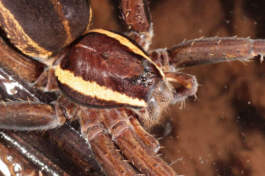 Plancia ëd Dolomedes fimbriatus (Clerck 1757)