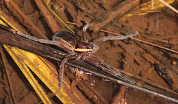 Plancia ëd Dolomedes fimbriatus (Clerck 1757)