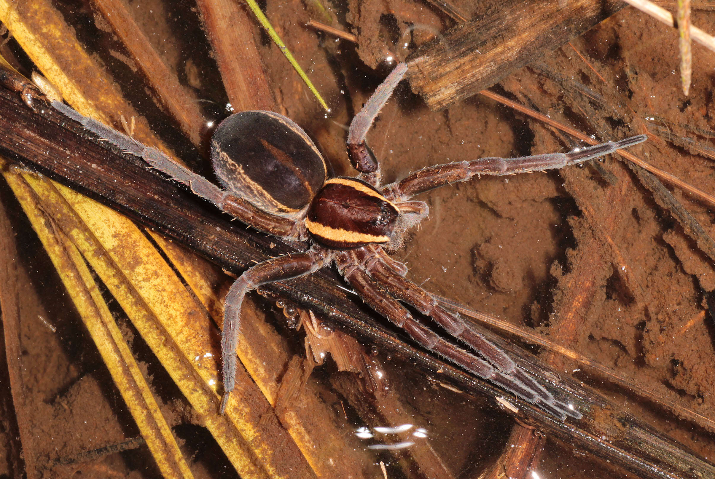 Image of Raft spider