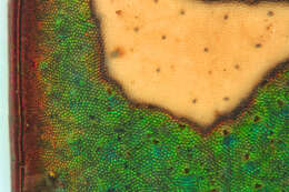 Image of Green tiger beetle