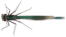 Image of Banded Agrion