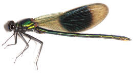 Image of Banded Agrion