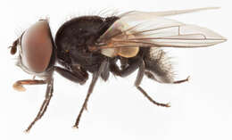 Image of Phasia pusilla Meigen 1824