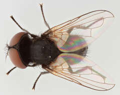 Image of Phasia pusilla Meigen 1824