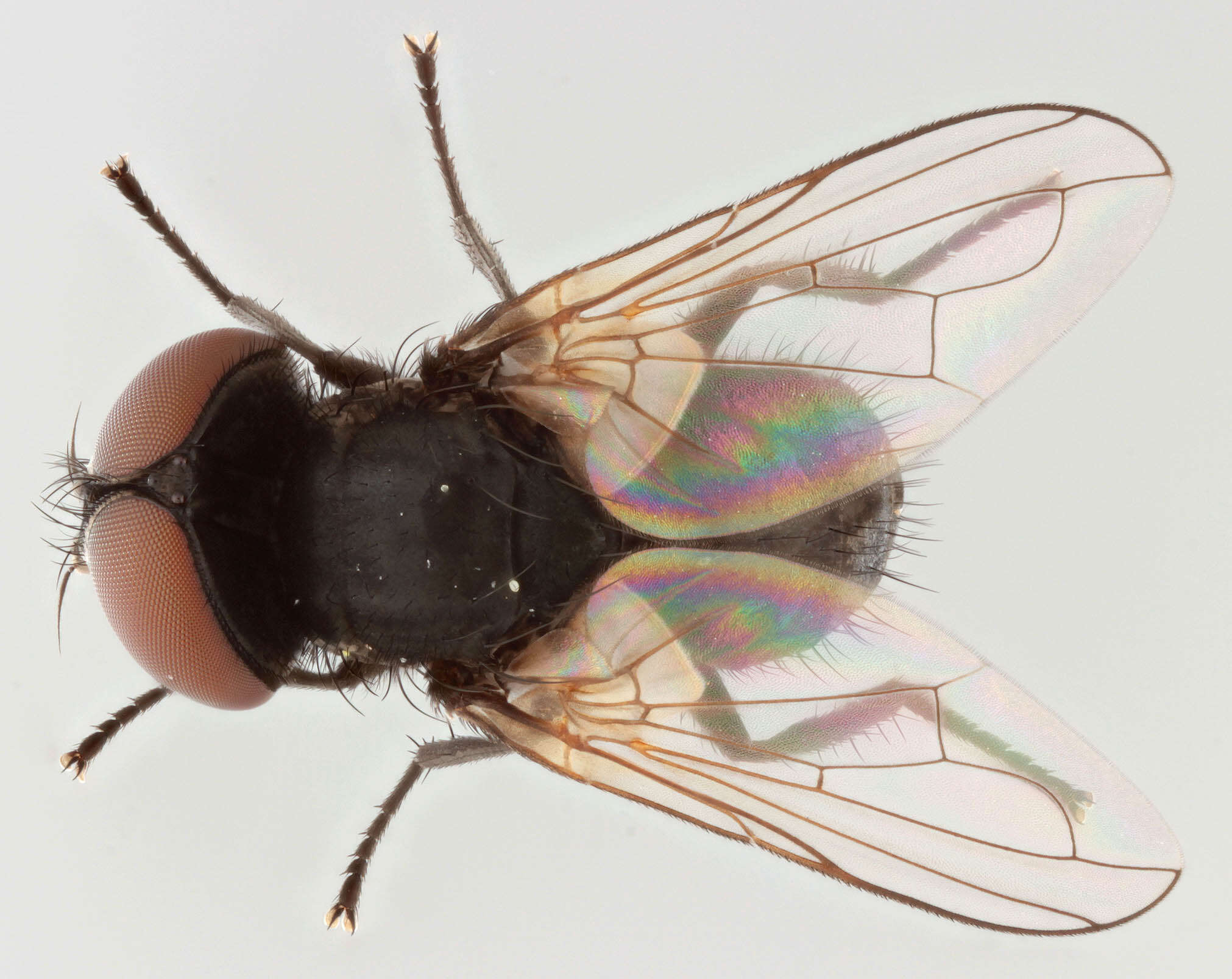 Image of Phasia pusilla Meigen 1824