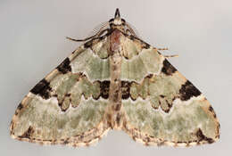 Colostygia pectinataria Knoch 1781 resmi