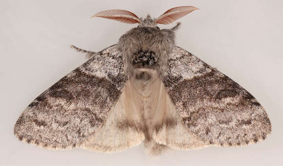 صورة Calliteara pudibunda Linnaeus 1758