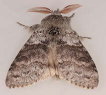 صورة Calliteara pudibunda Linnaeus 1758