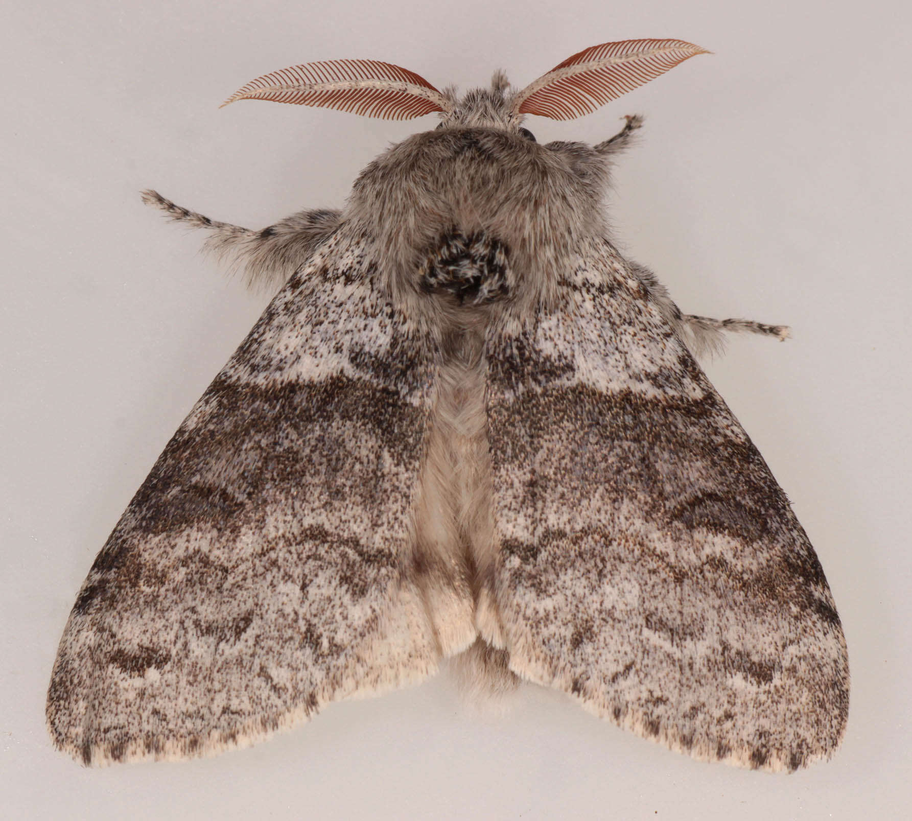 Imagem de Calliteara pudibunda Linnaeus 1758