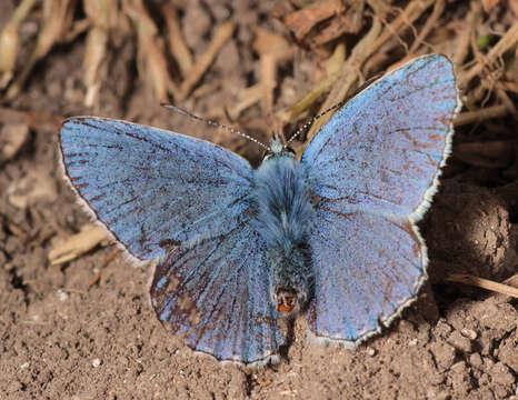 Image of common blue