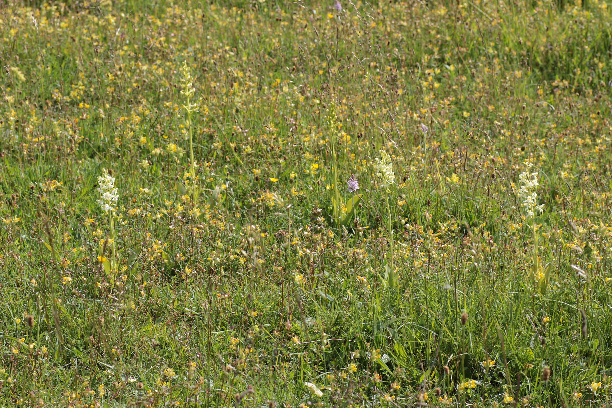 Image of Greater butterfly orchid