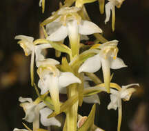 Image of Greater butterfly orchid