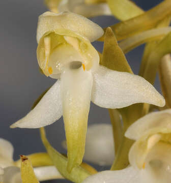 Image of Greater butterfly orchid